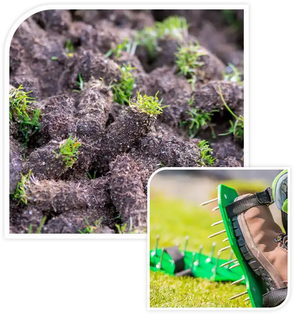 Waste of core aeration technique used in the upkeep of lawns and turf