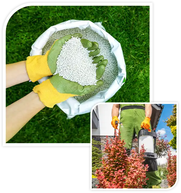 feeding lawn with granular fertilizer for perfect green grass